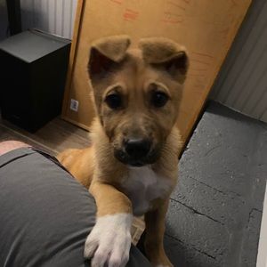 Meet your Posher, Eli